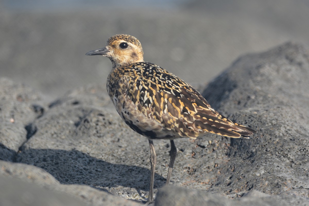Pacific Golden-Plover - ML644255657
