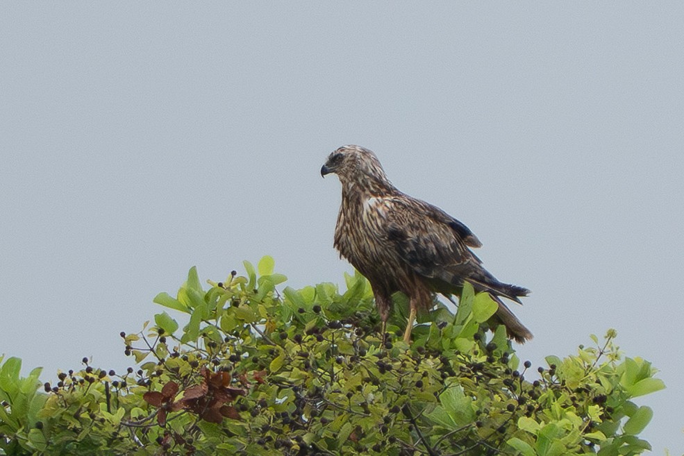 Eastern Marsh Harrier - ML644255659