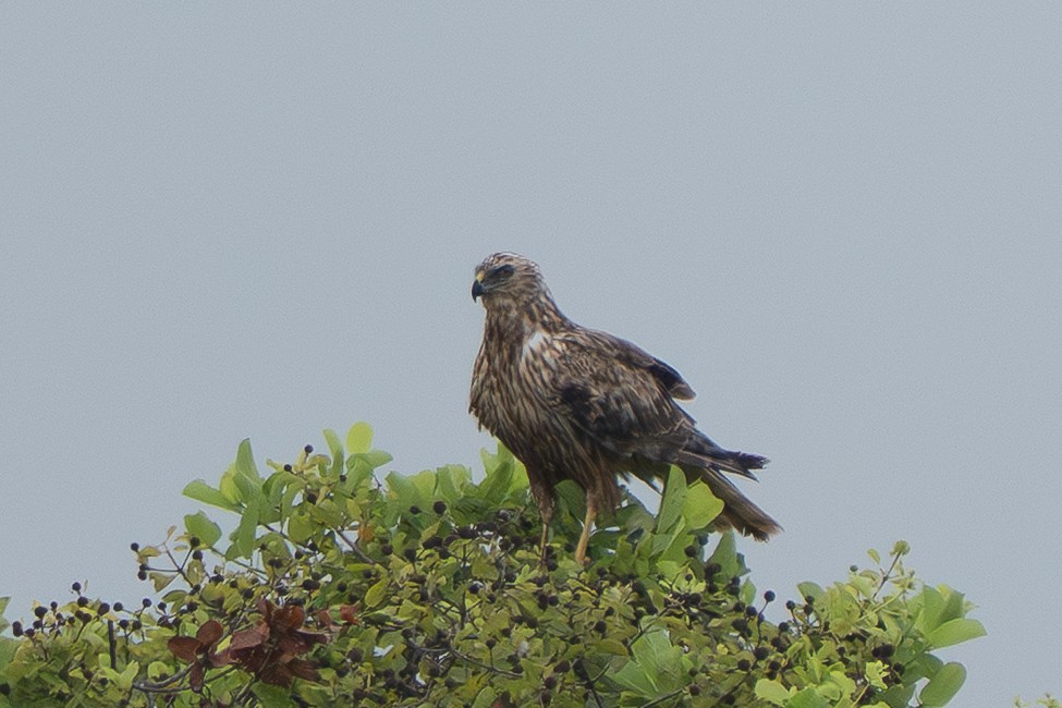 Eastern Marsh Harrier - ML644255660