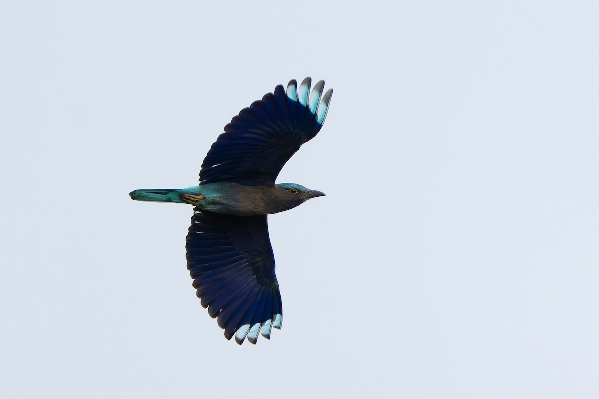 Сиворакша індокитайська - ML644255662