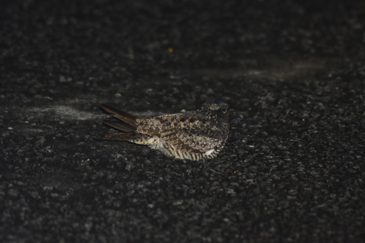 Engoulevent piramidig - ML644255663