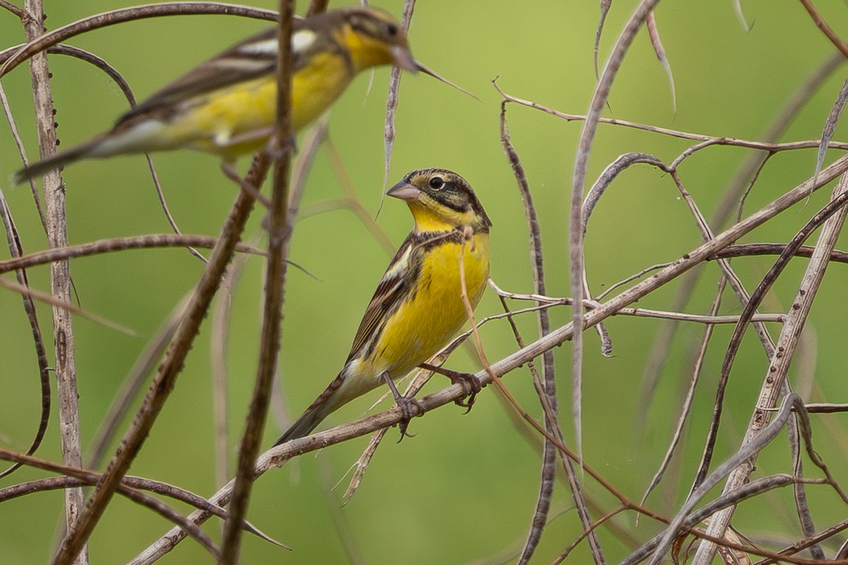 Дубровник - ML644255677