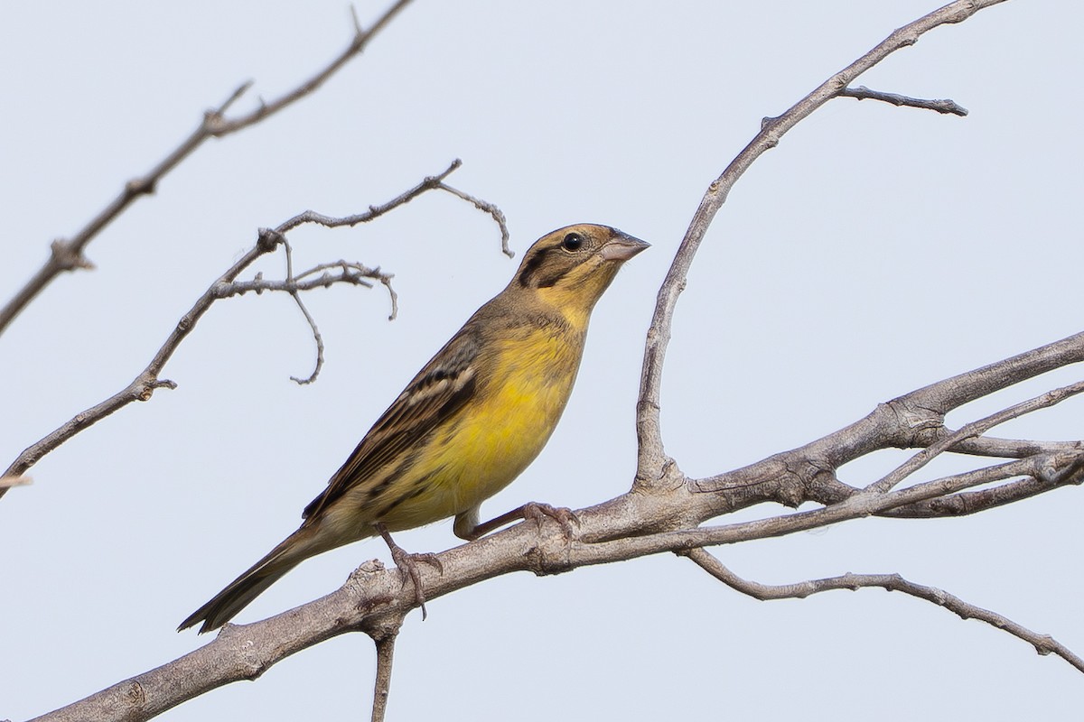 Дубровник - ML644255678