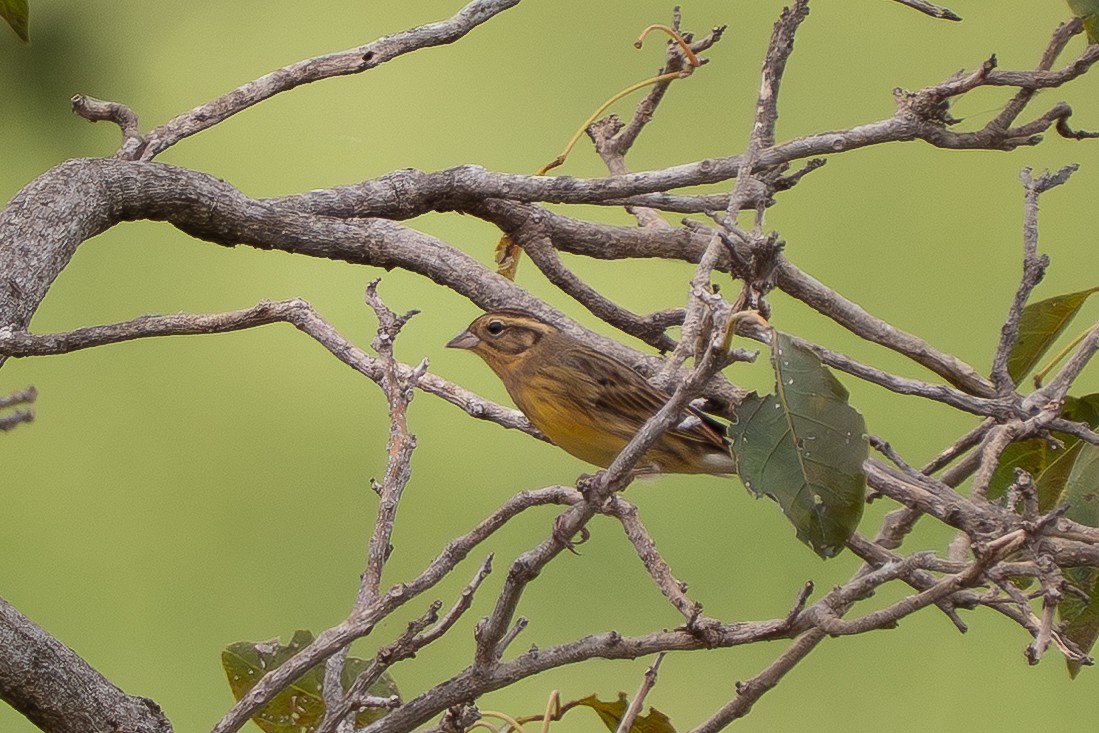 Дубровник - ML644255679