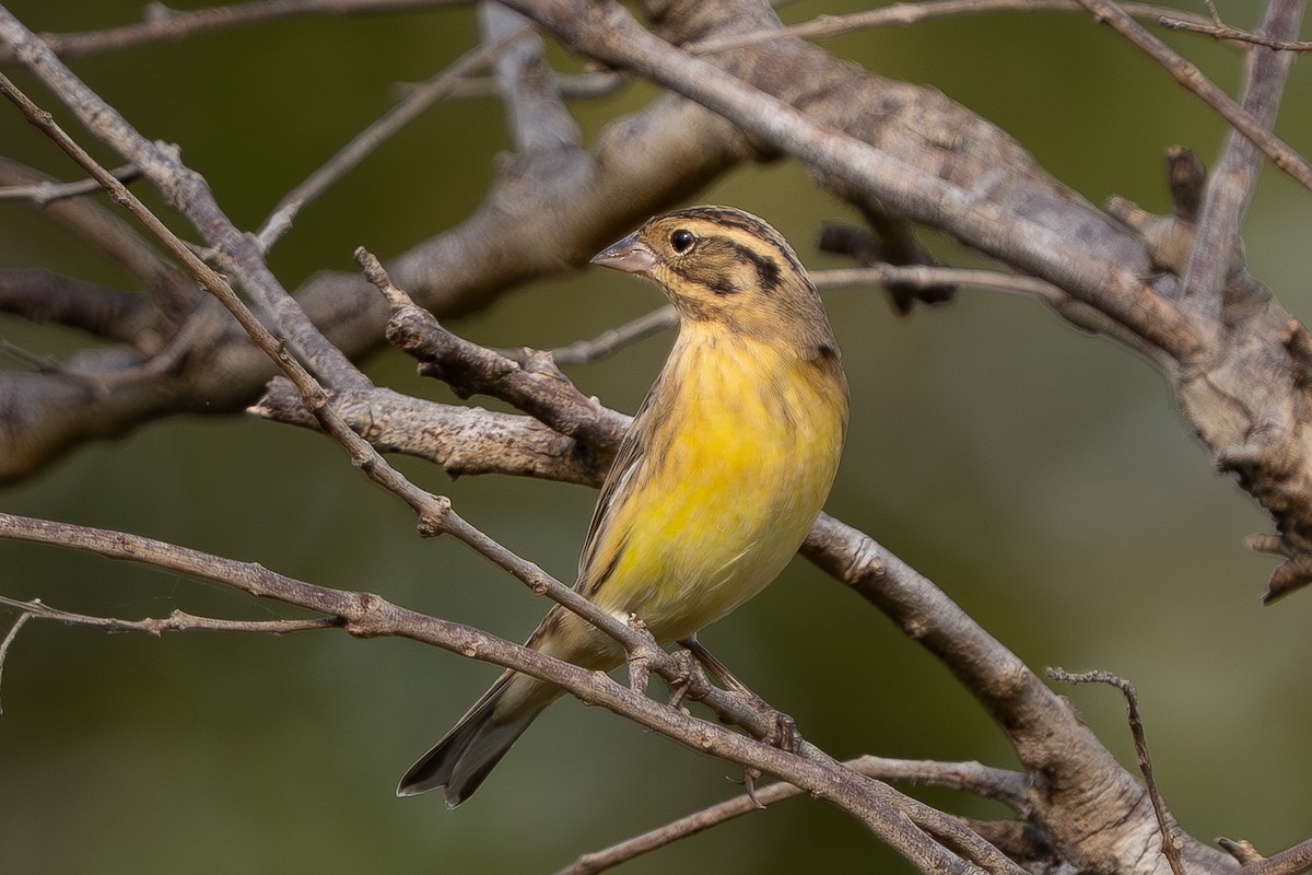 Дубровник - ML644255680