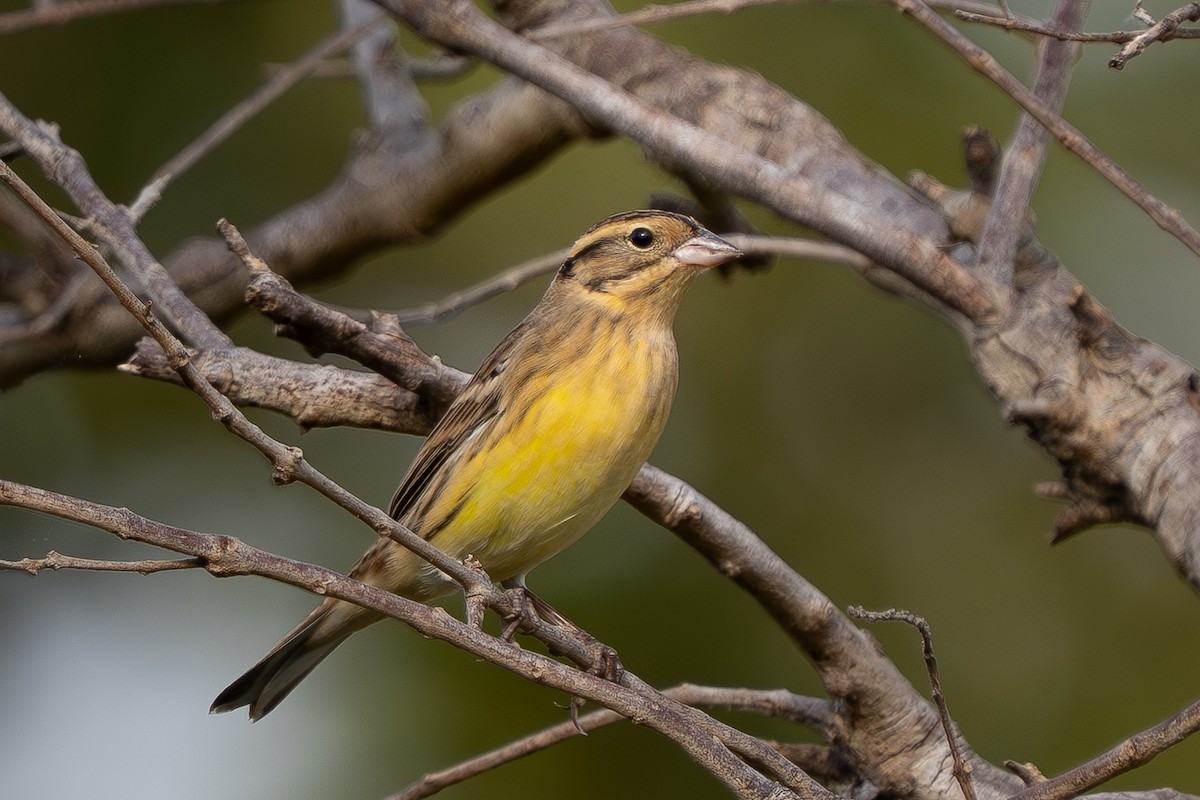 Дубровник - ML644255681