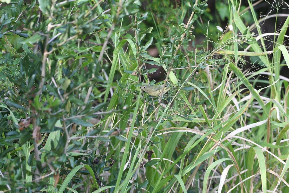 Painted Bunting - ML644255697