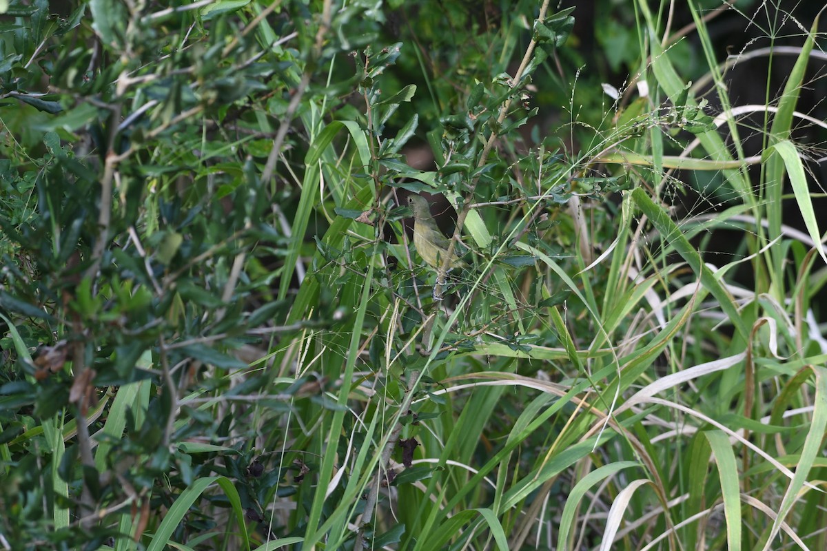 Painted Bunting - ML644255698