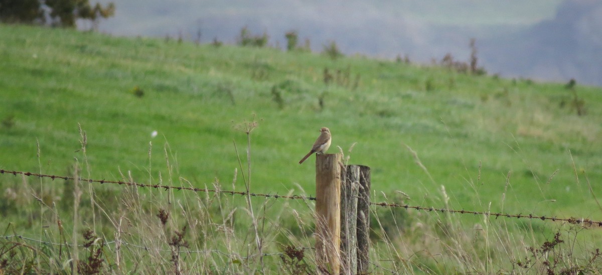 Red-tailed/Isabelline Shrike - ML644255712