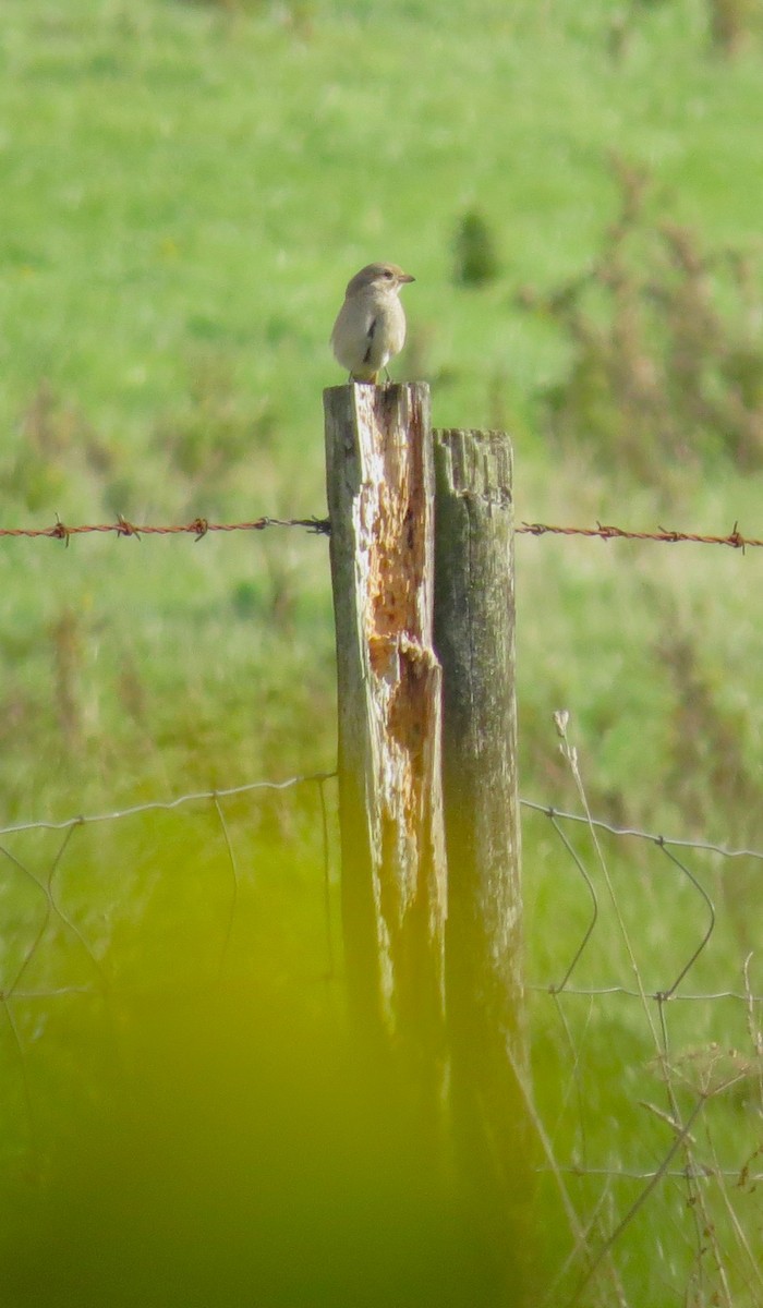 Red-tailed/Isabelline Shrike - ML644255716