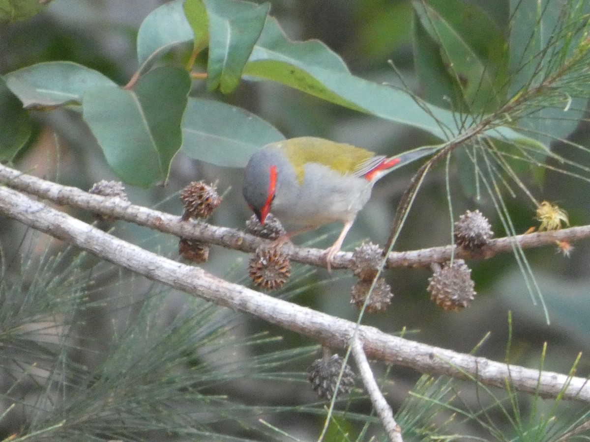 Al Kaşlı Belikınalı - ML644255720