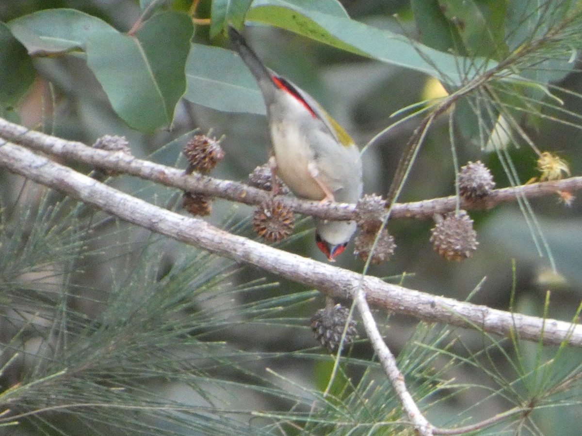 Al Kaşlı Belikınalı - ML644255721