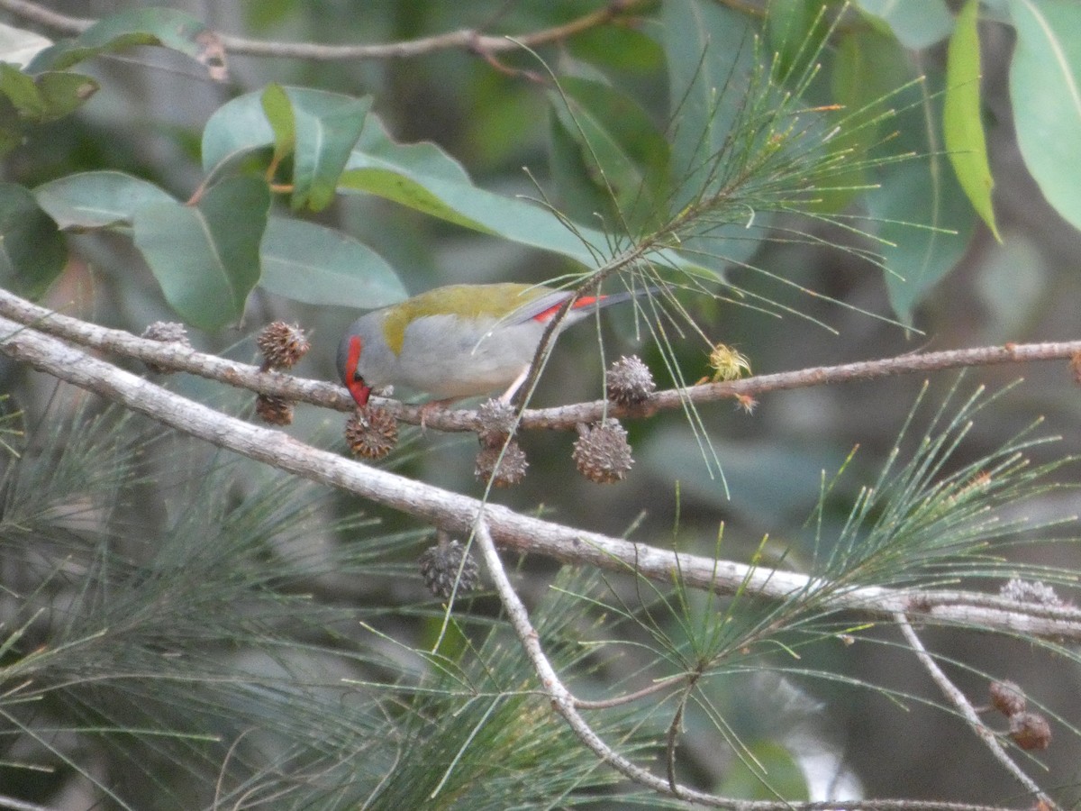 Al Kaşlı Belikınalı - ML644255722