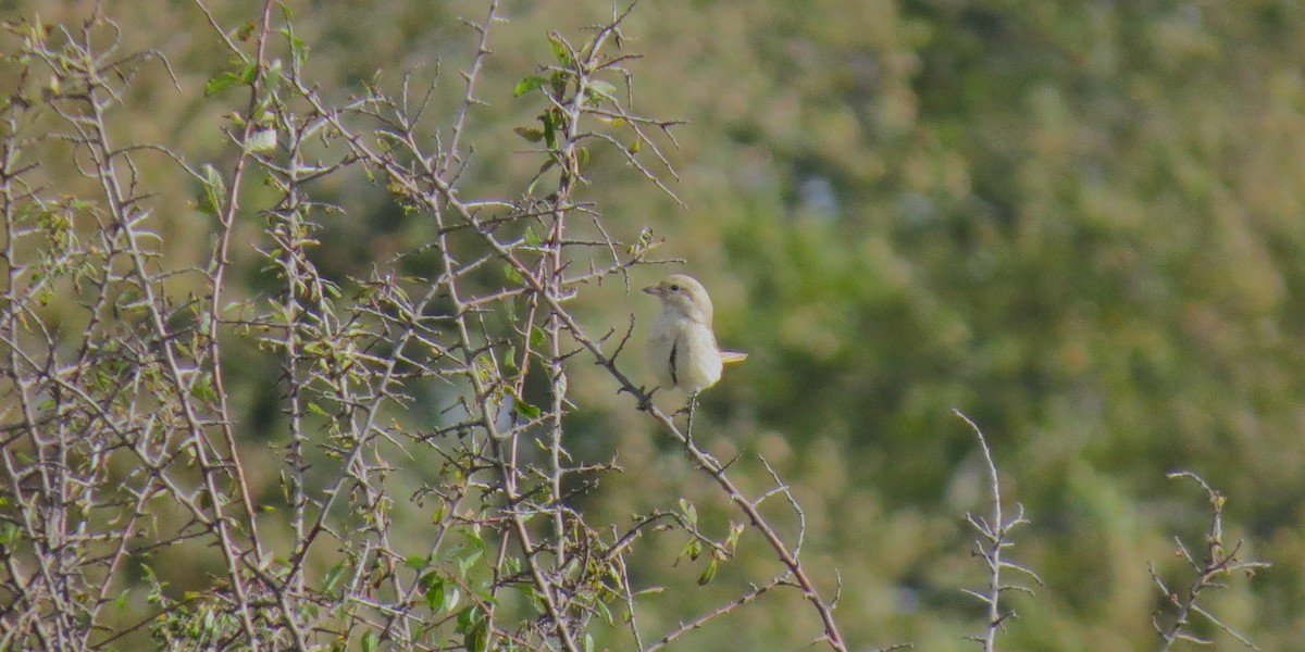 Red-tailed/Isabelline Shrike - ML644255726