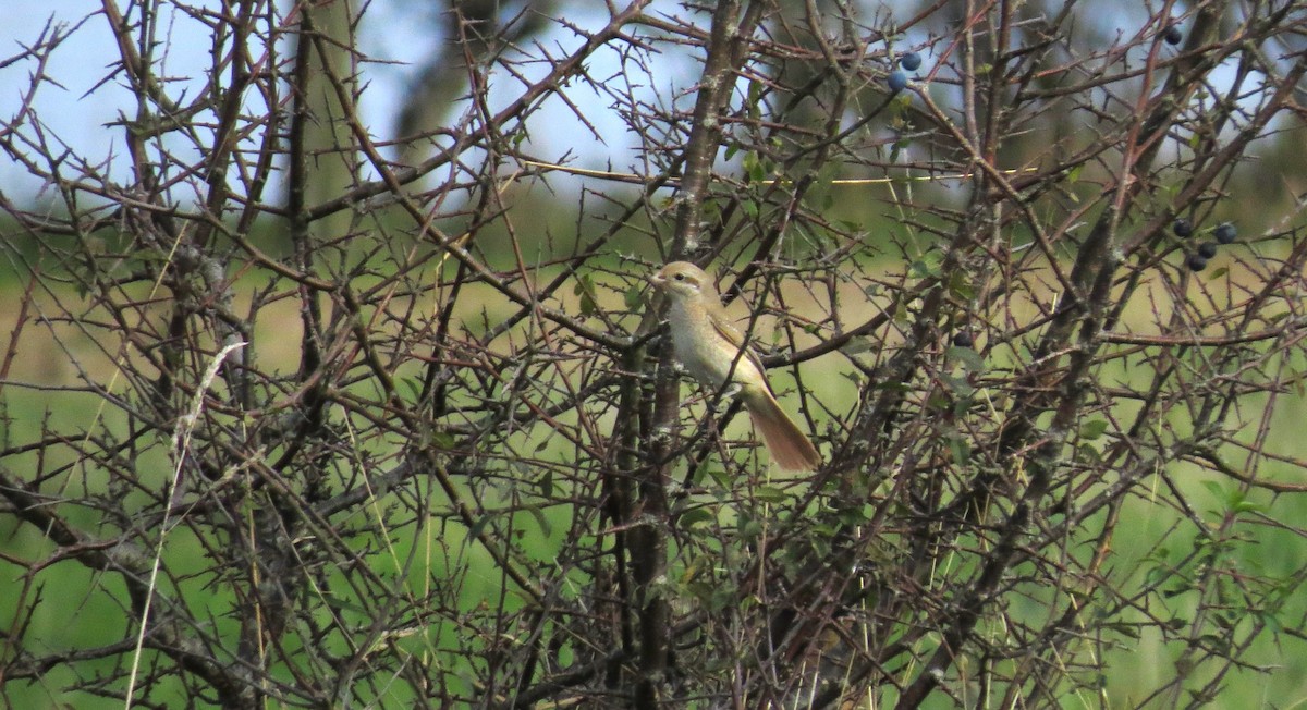 Red-tailed/Isabelline Shrike - ML644255728