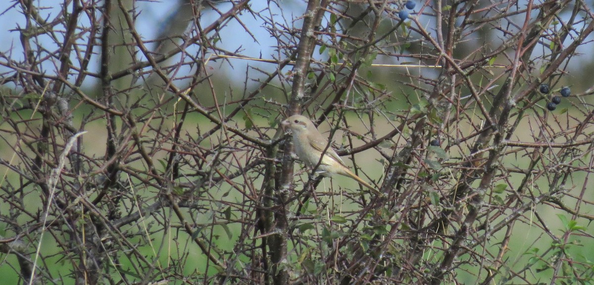 Red-tailed/Isabelline Shrike - ML644255733