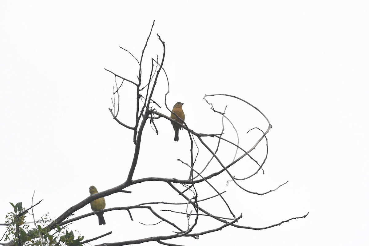 Painted Bunting - ML644255734