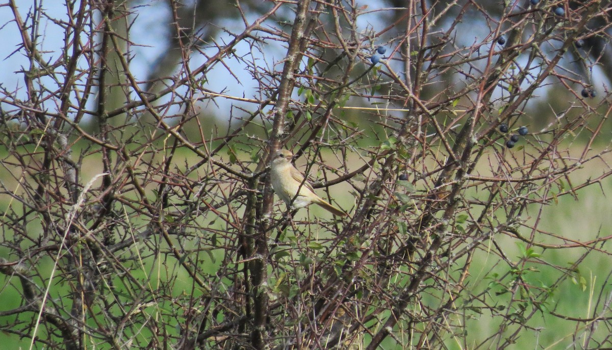Red-tailed/Isabelline Shrike - ML644255735