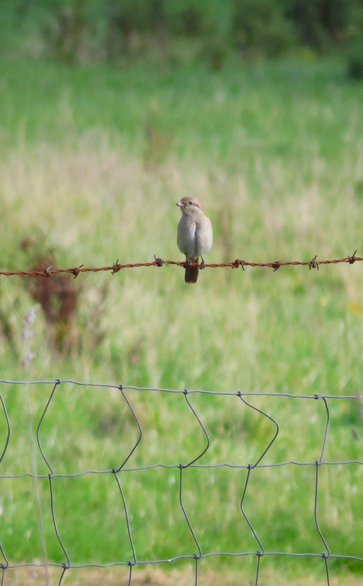 Red-tailed/Isabelline Shrike - ML644255738