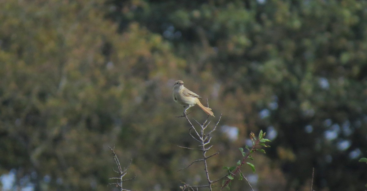 Red-tailed/Isabelline Shrike - ML644255740