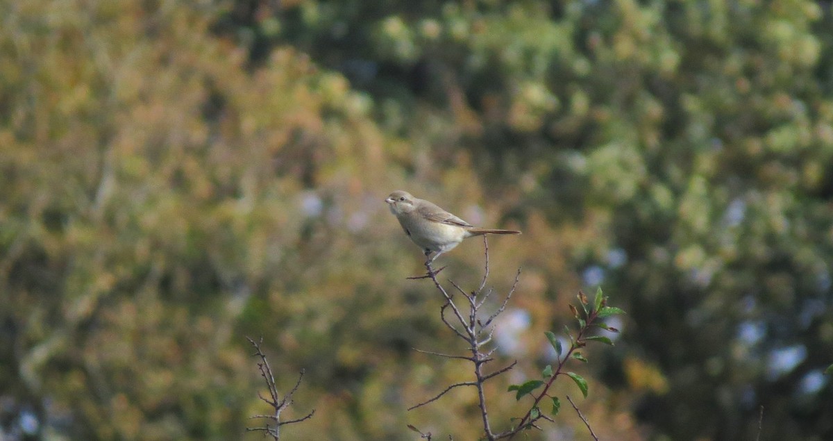 Red-tailed/Isabelline Shrike - ML644255742