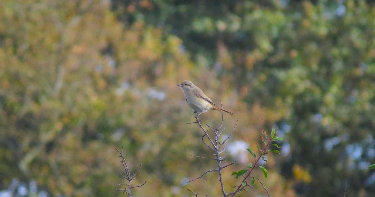 Red-tailed/Isabelline Shrike - ML644255743