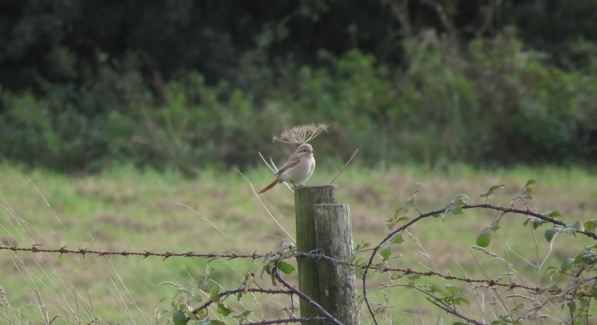 Red-tailed/Isabelline Shrike - ML644255748