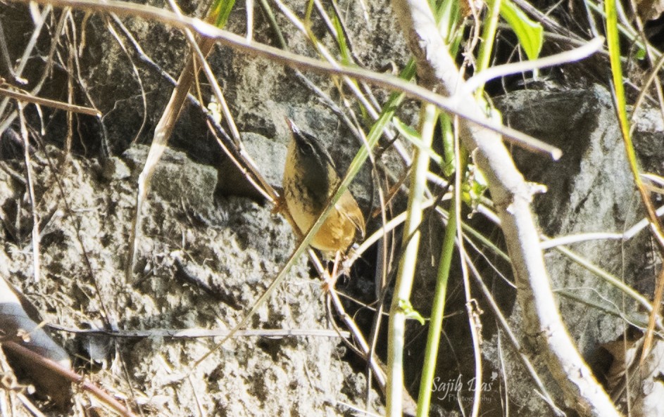 Prinia à sourcils - ML644255749