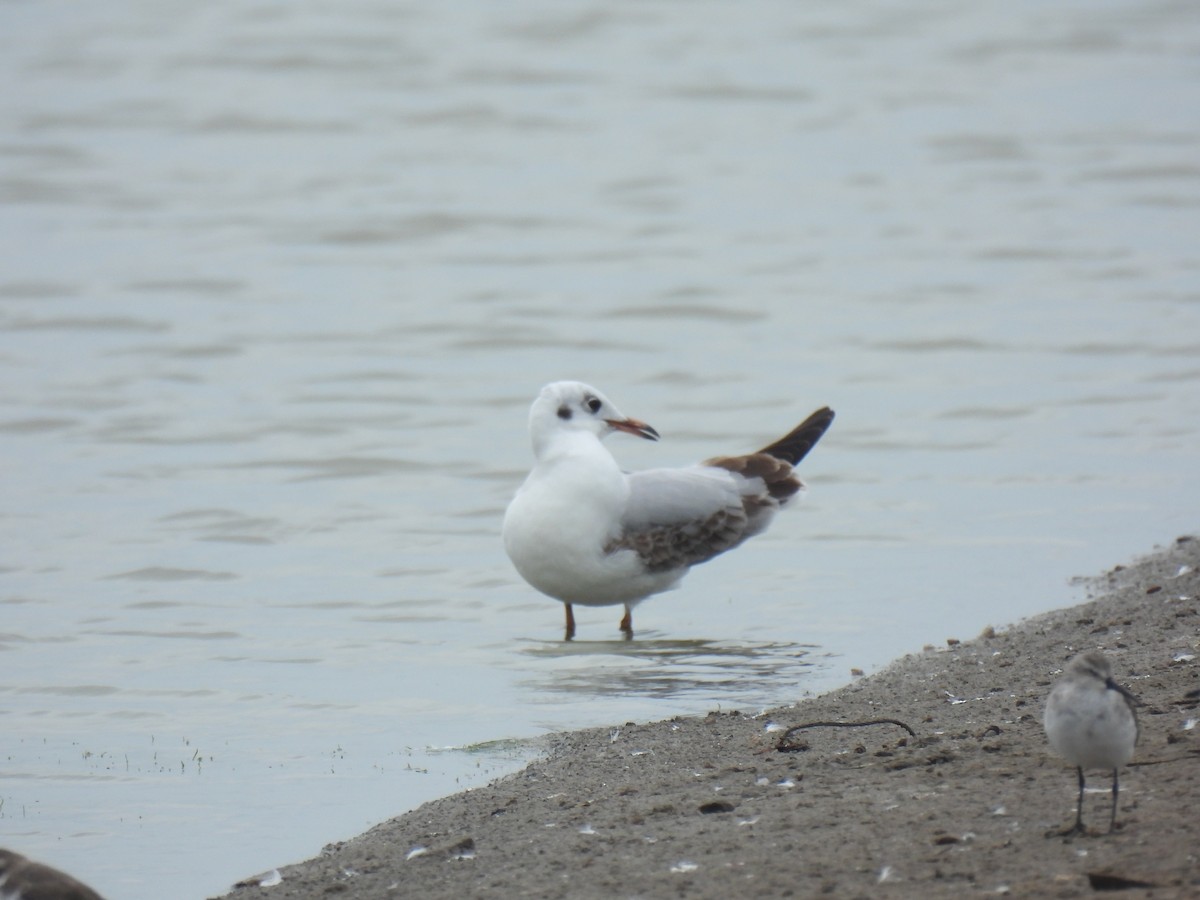 Бор толгойт цахлай - ML644255753