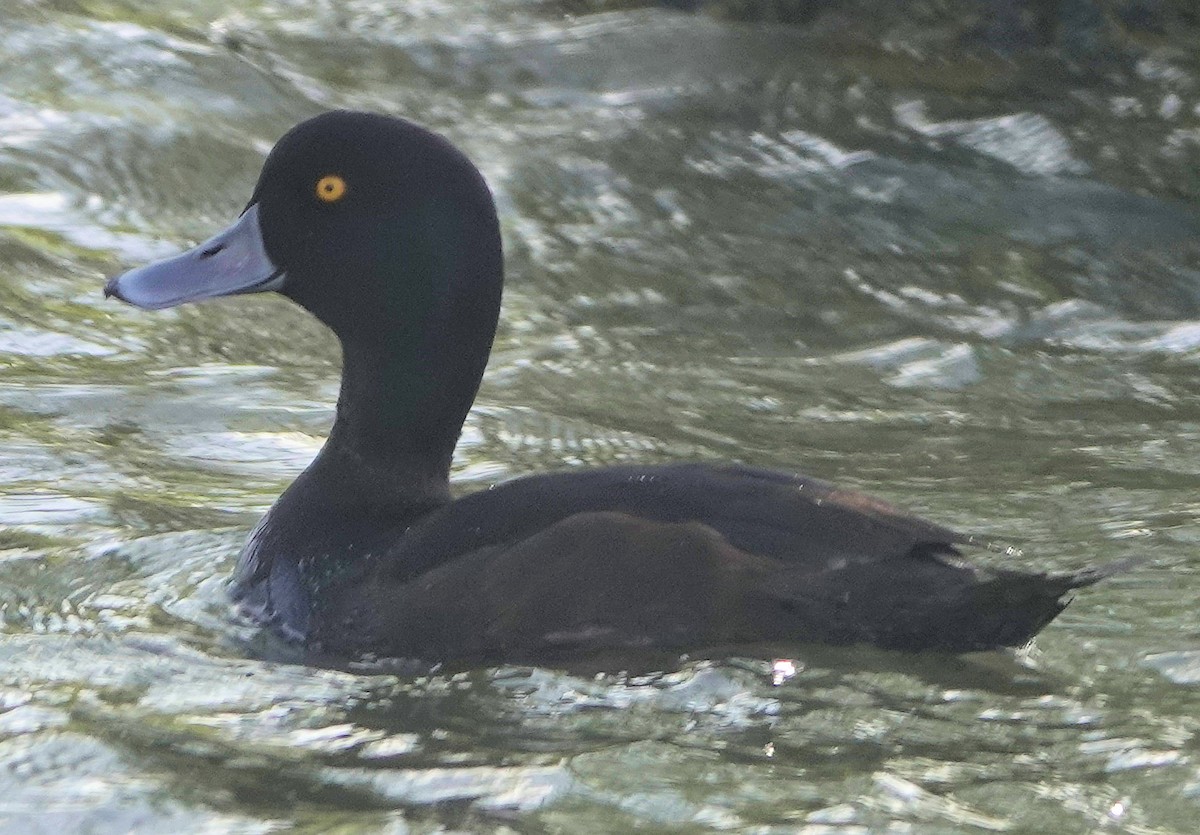New Zealand Scaup - ML644255754
