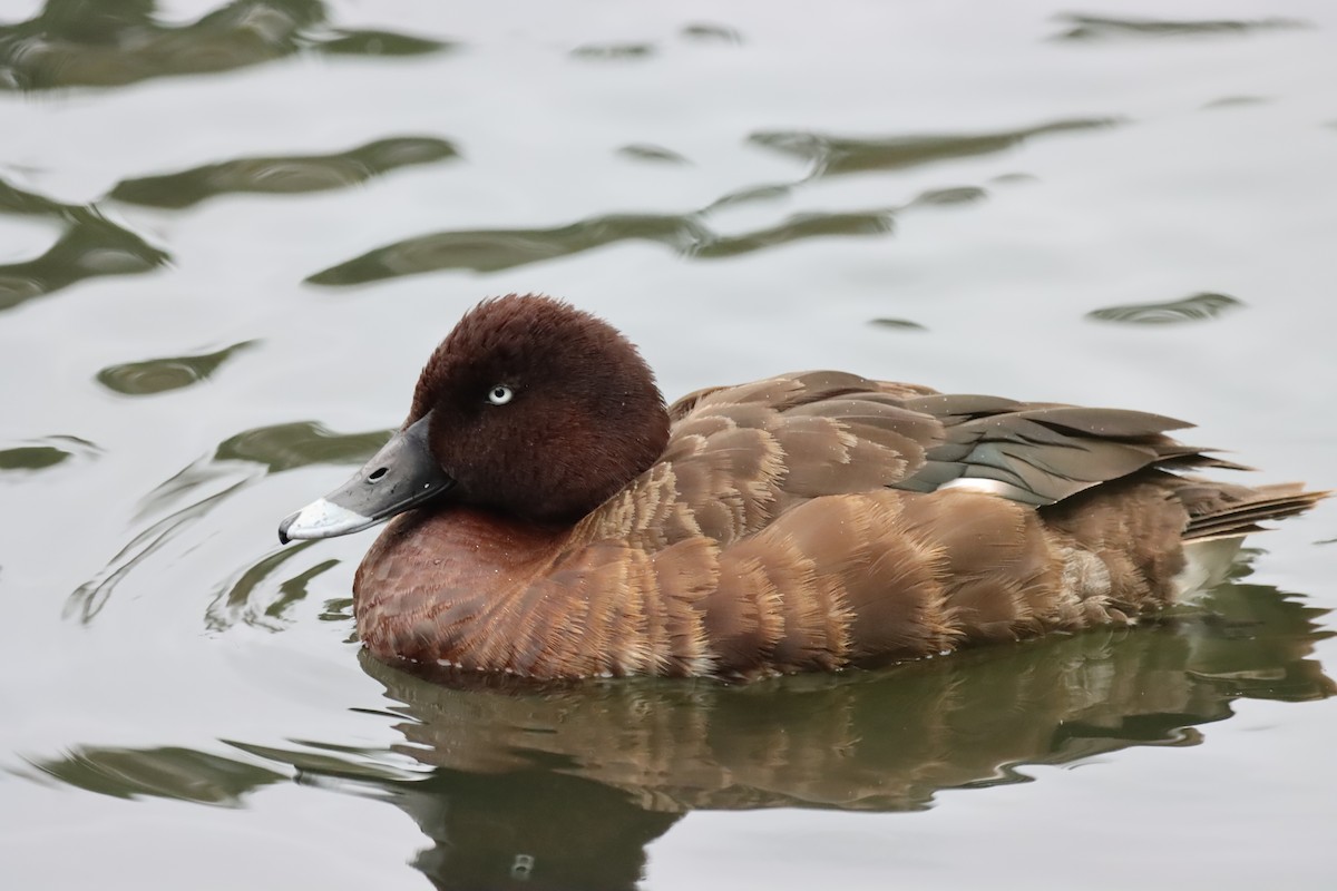 Hardhead - ML644255757