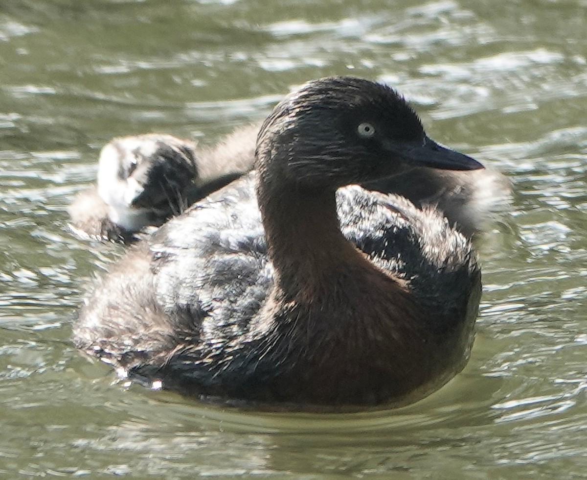 Пірникоза новозеландська - ML644255760