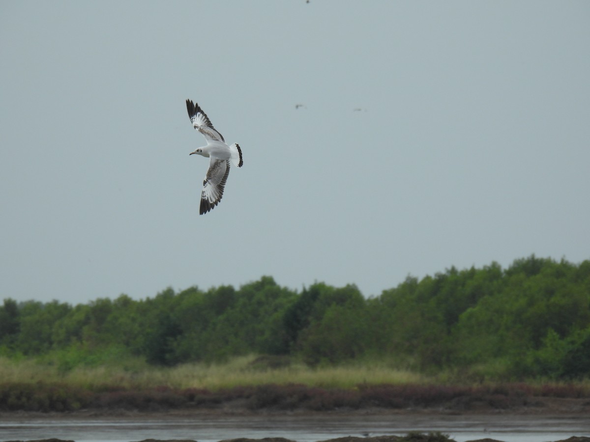 Бор толгойт цахлай - ML644255761