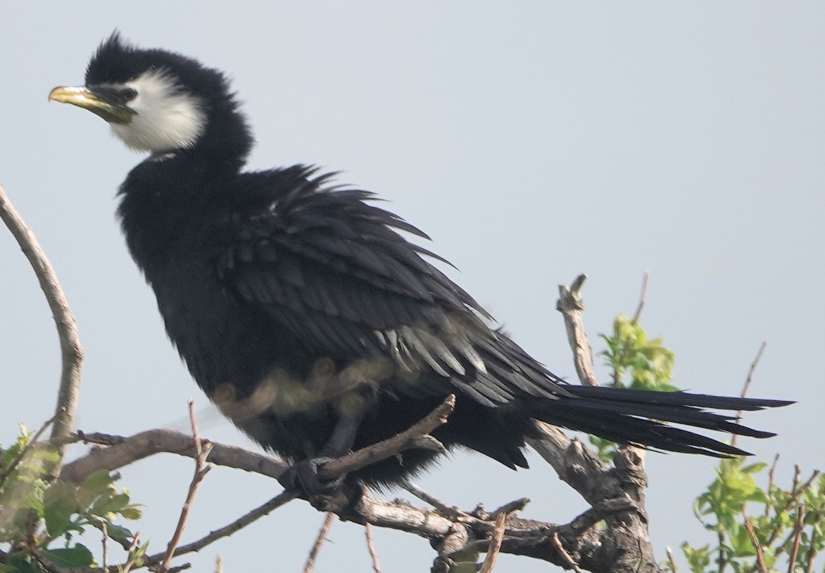 Баклан строкатий - ML644255763