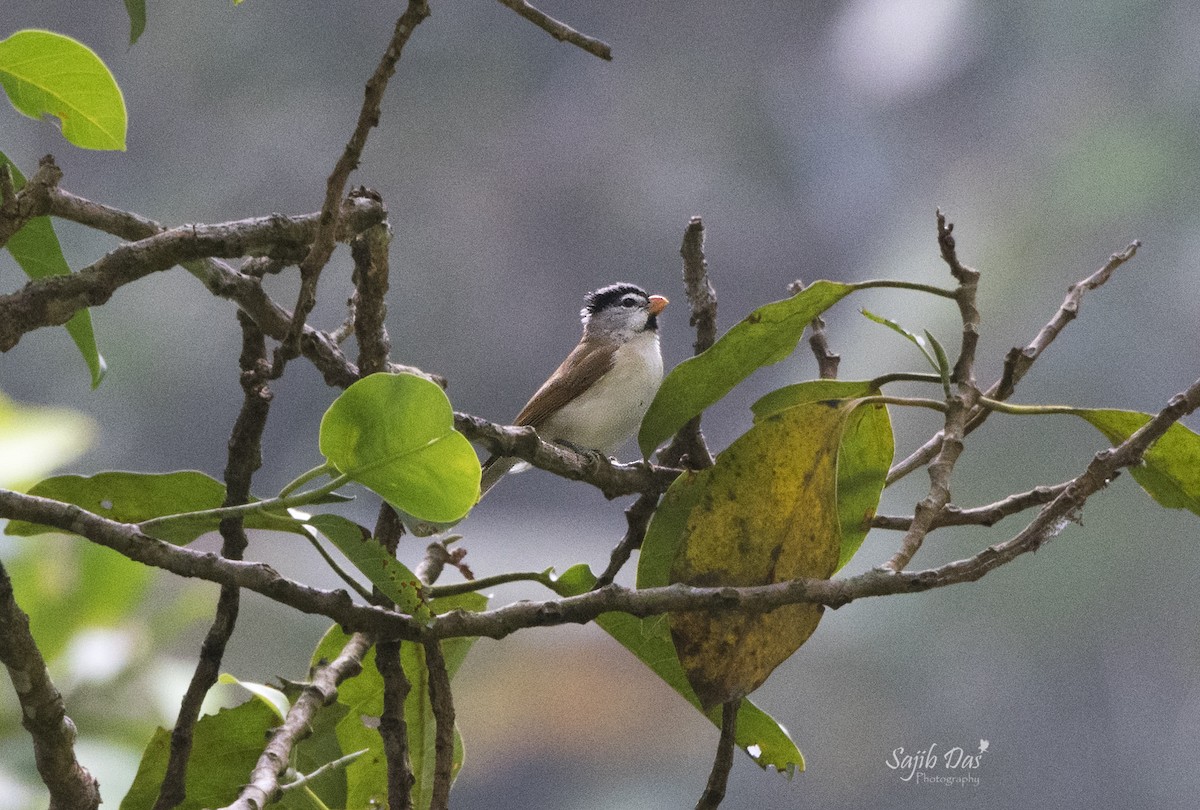 Gray-headed Parrotbill - ML644255768