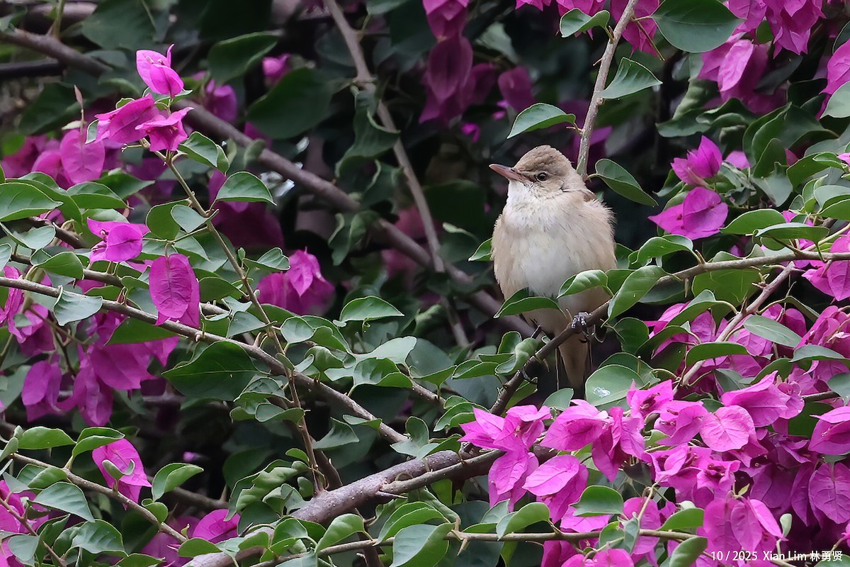 Дорнын охил бялзуухай - ML644255770