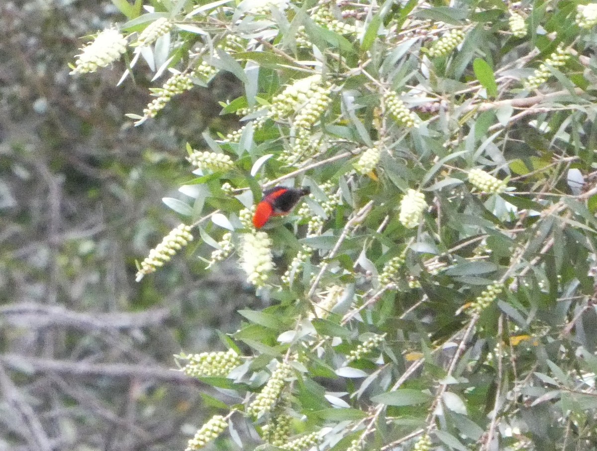 クレナイミツスイ - ML644255778