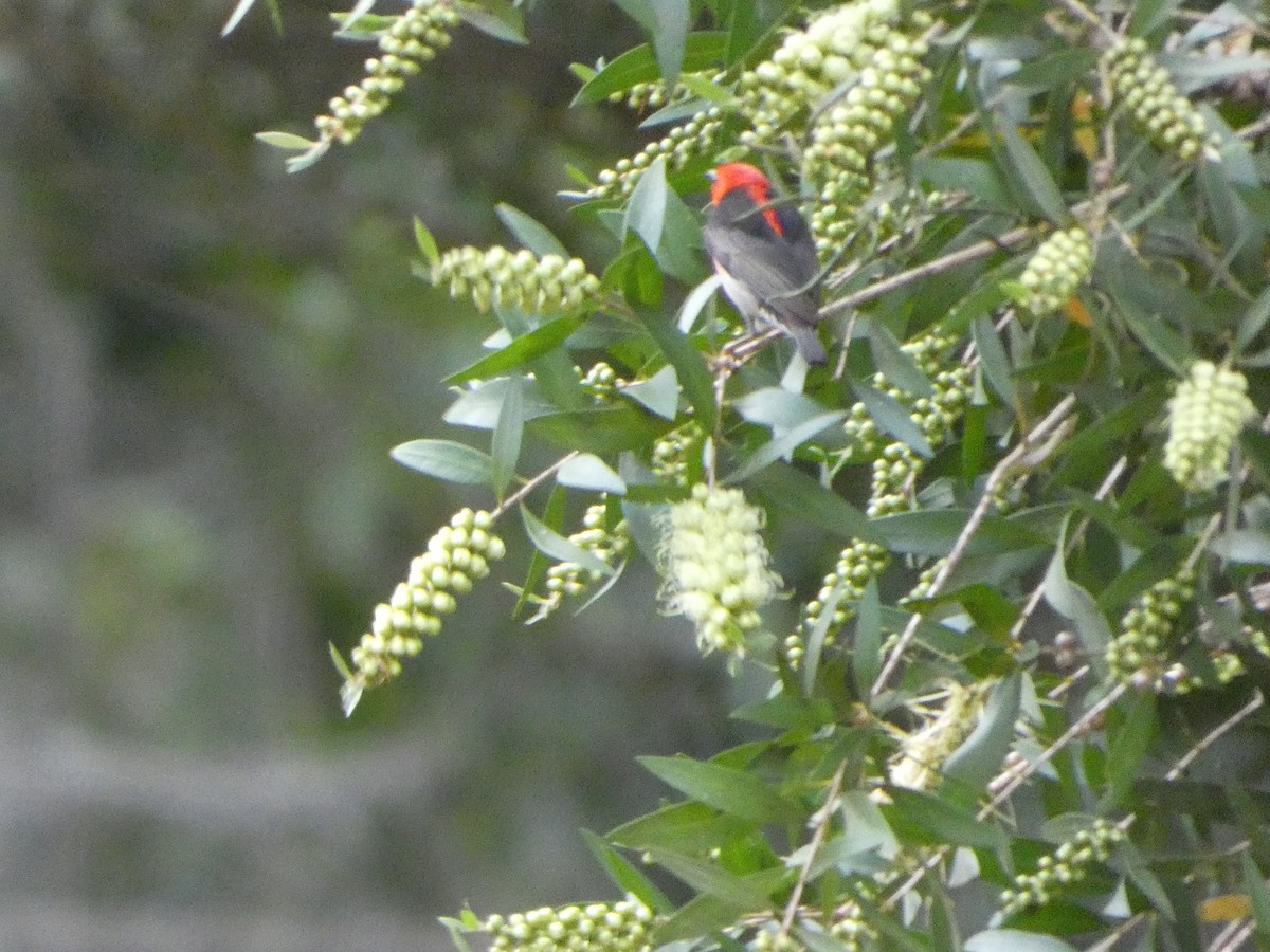 クレナイミツスイ - ML644255779