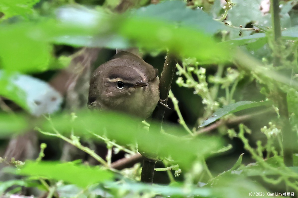 Бүхт дууч шувуу - ML644255780