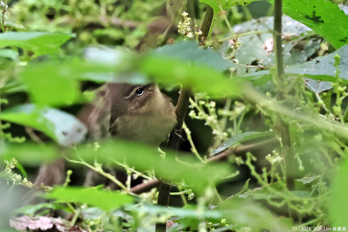 Бүхт дууч шувуу - ML644255781