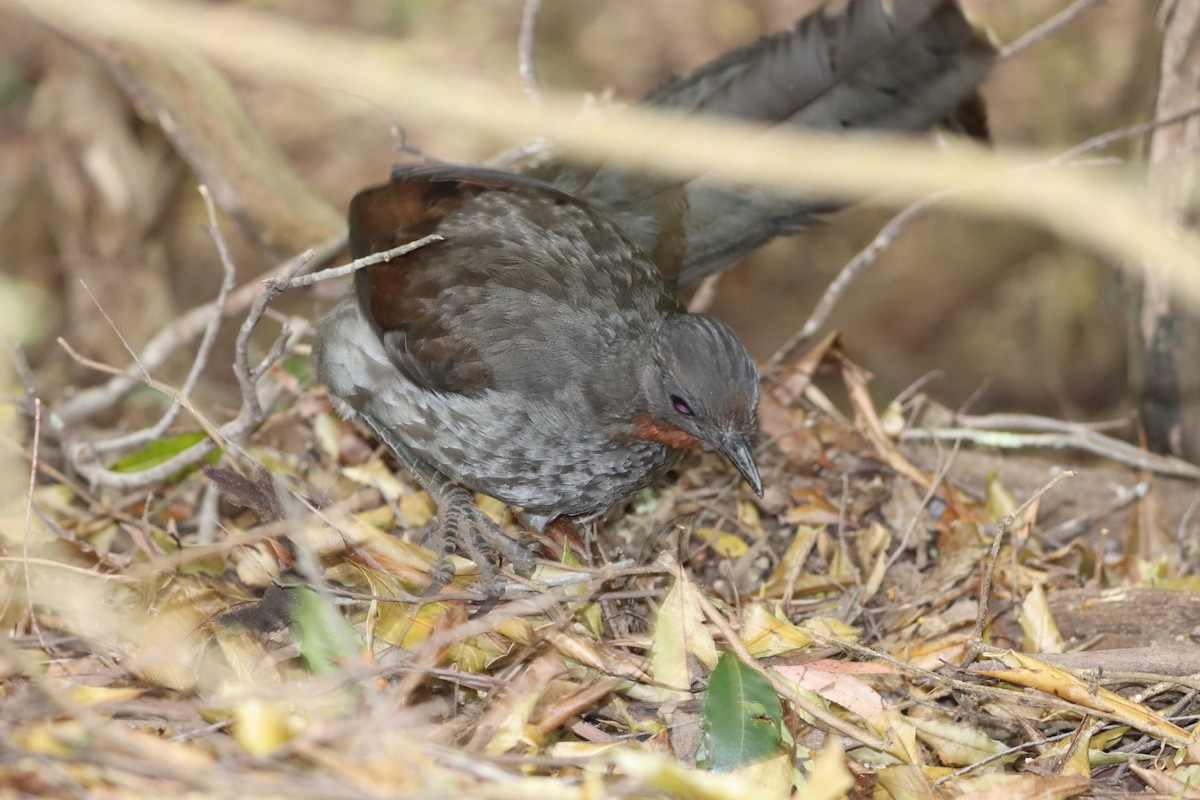 lyrochvost nádherný - ML644255783