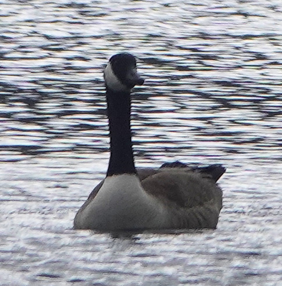 Казарка канадська - ML644255788