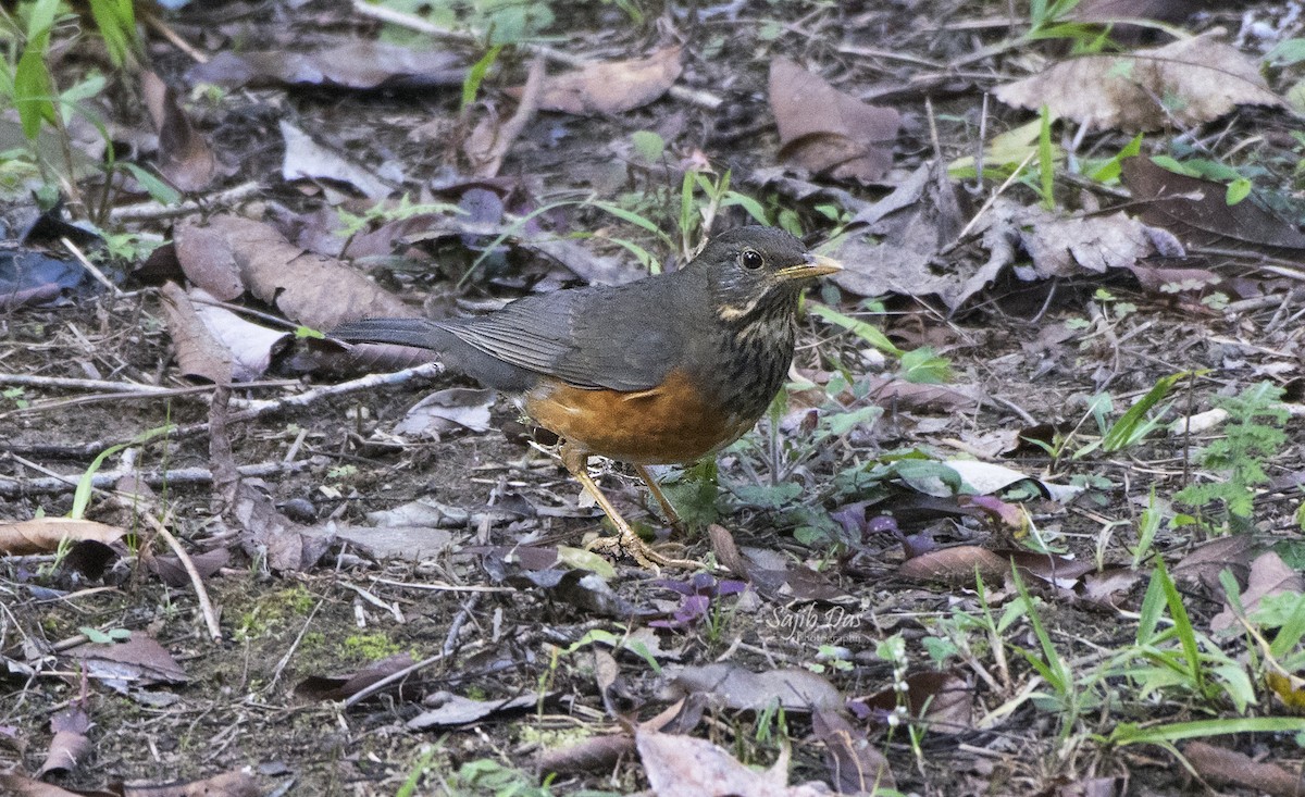 svartbrysttrost - ML644255789