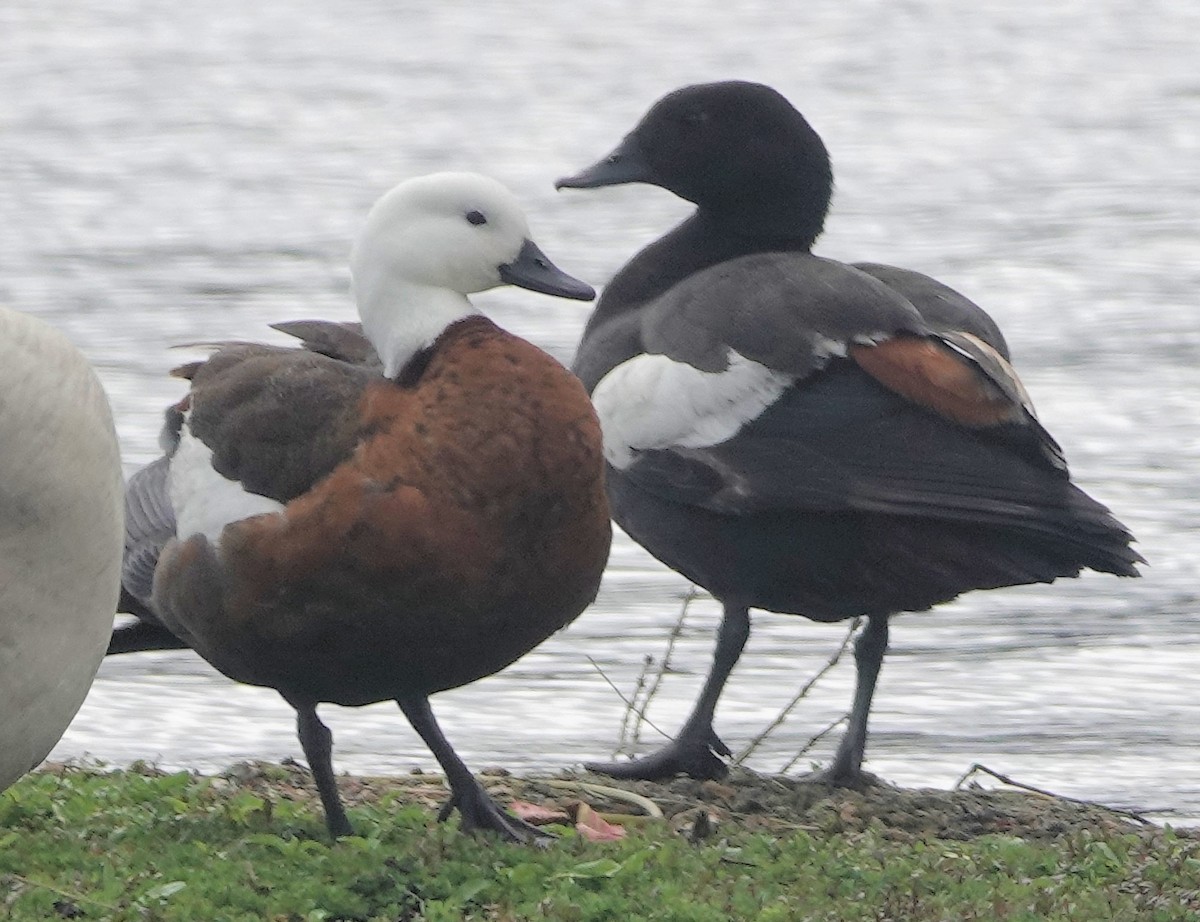 Tarro Maorí - ML644255791