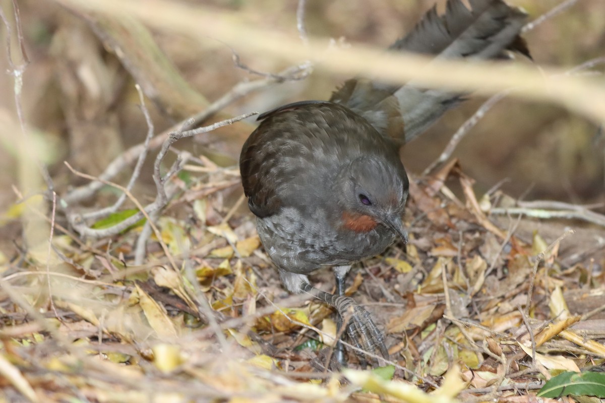 lyrochvost nádherný - ML644255792