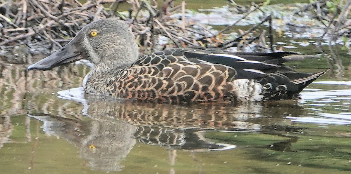 Широконіска австралійська - ML644255799
