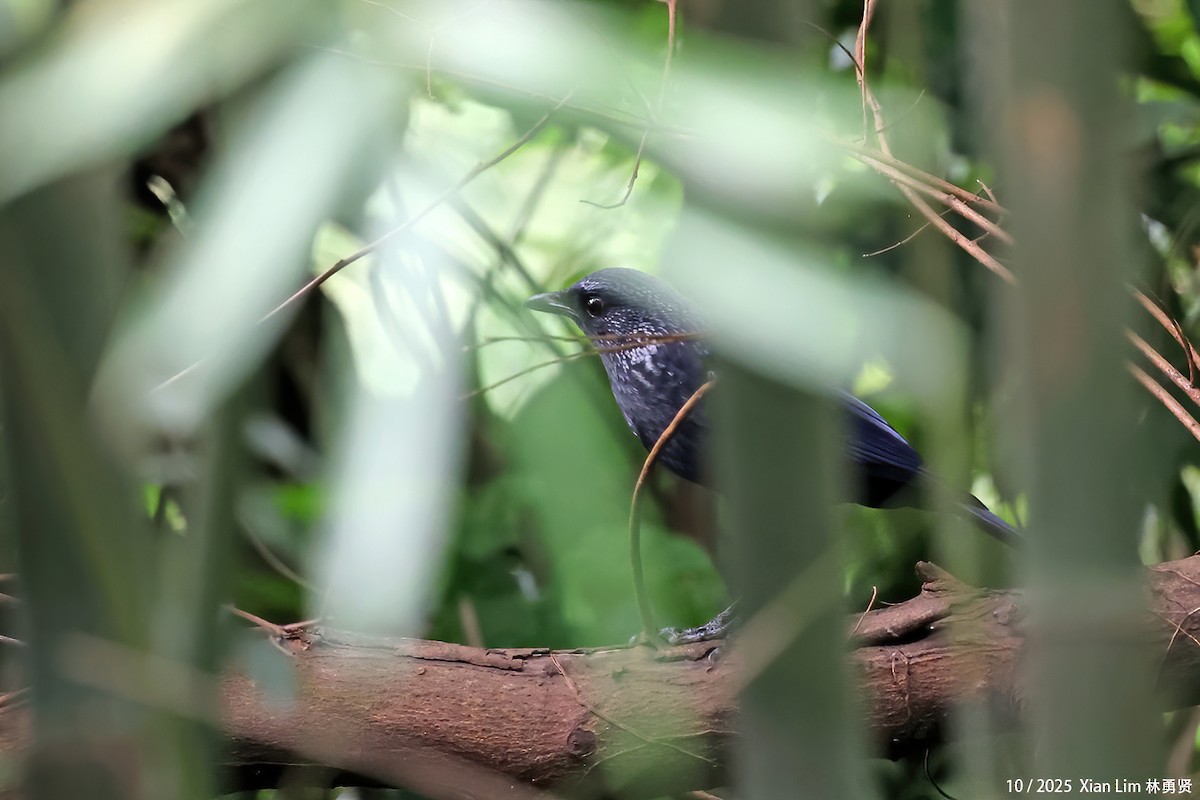 Blue Whistling-Thrush (Black-billed) - ML644255800
