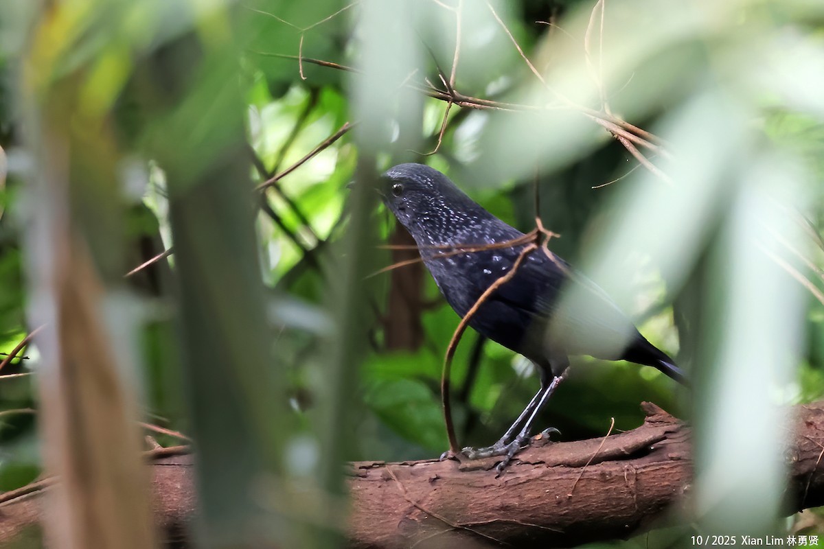 Blue Whistling-Thrush (Black-billed) - ML644255801