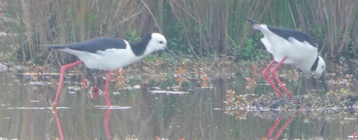 Кулик-довгоніг строкатий - ML644255807