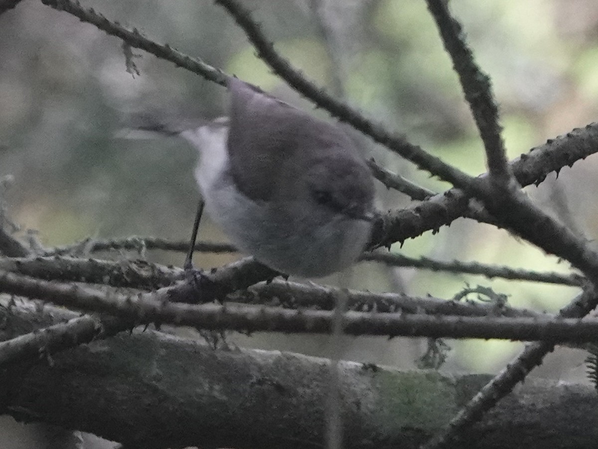 Ріроріро сірий - ML644255811